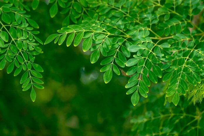 Moringa benefits and causes